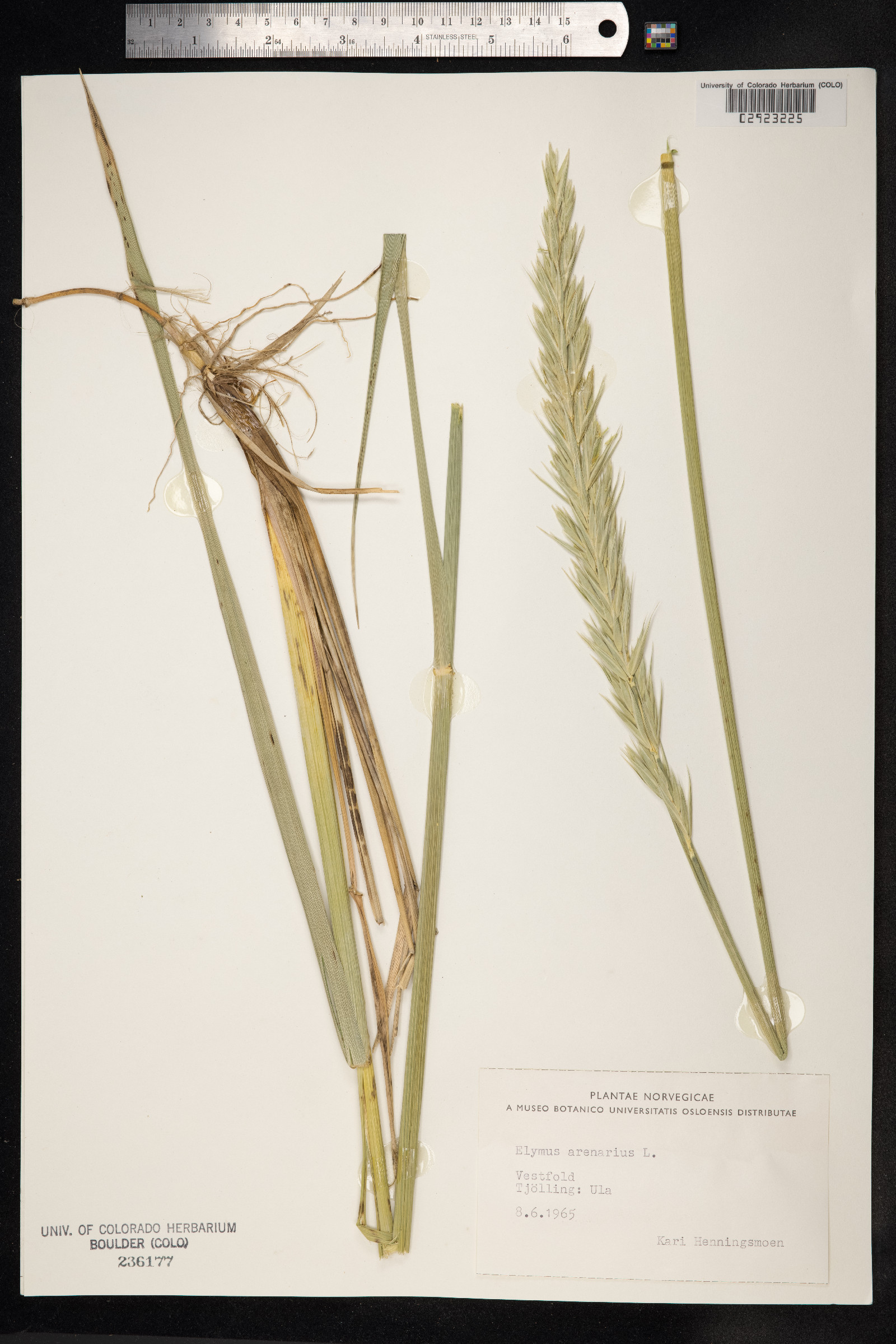 Leymus arenarius image