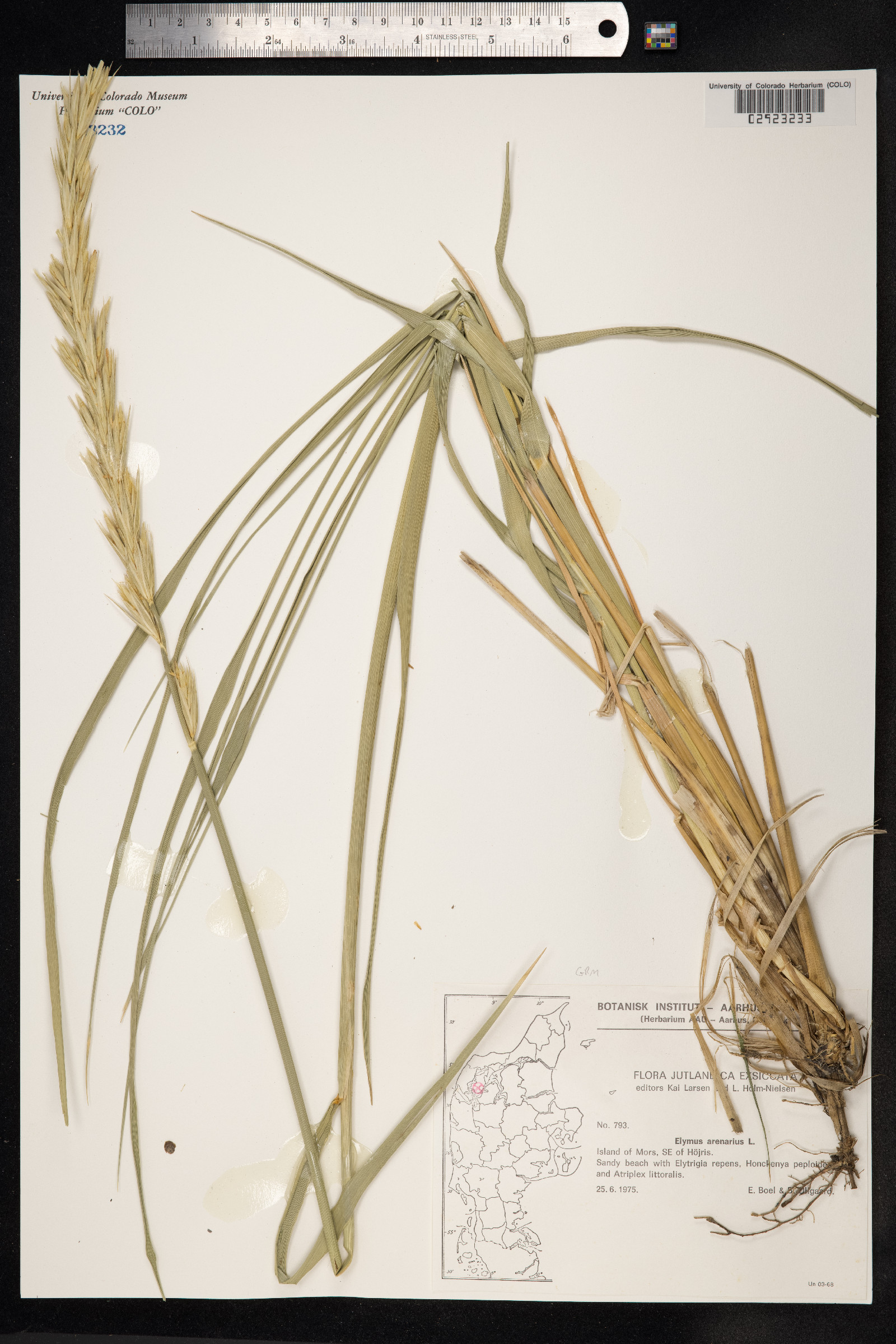 Leymus arenarius image