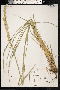 Leymus arenarius image