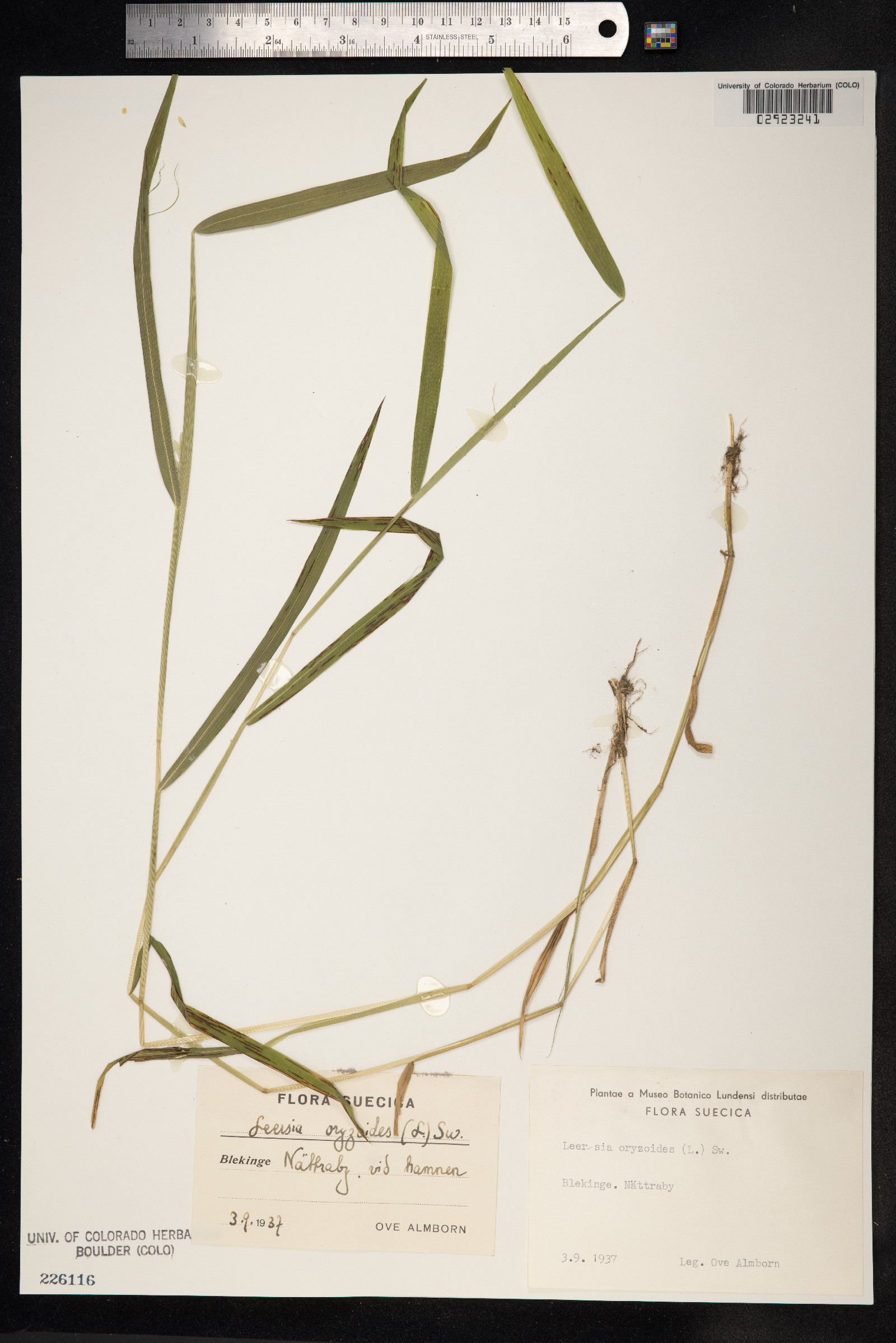 Leersia oryzoides image
