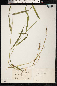 Leersia oryzoides image