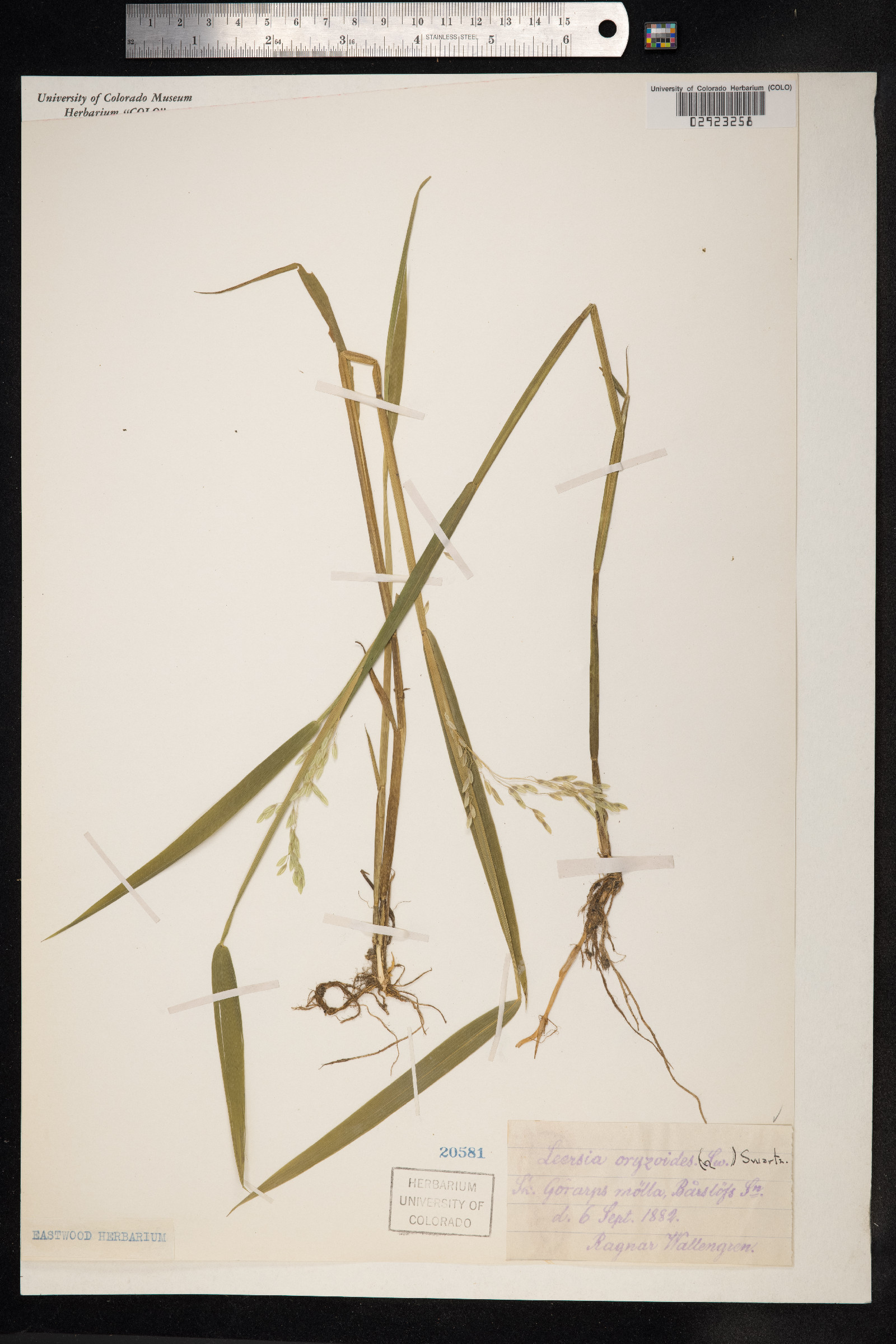 Leersia oryzoides image