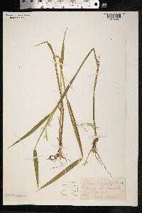 Leersia oryzoides image