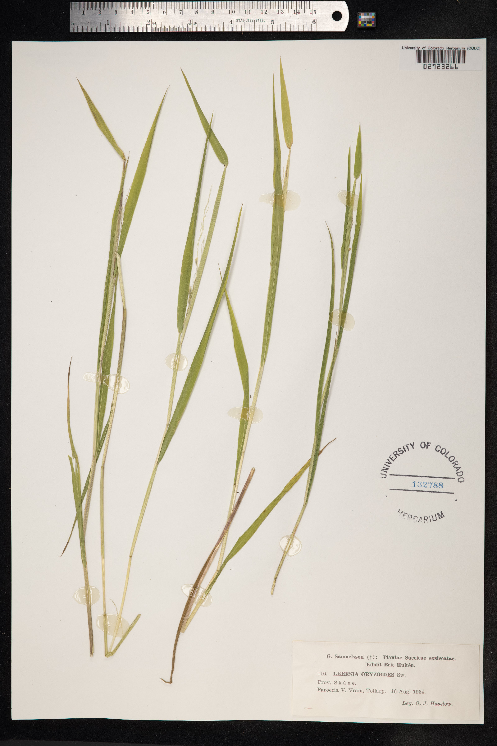 Leersia oryzoides image