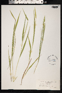 Leersia oryzoides image
