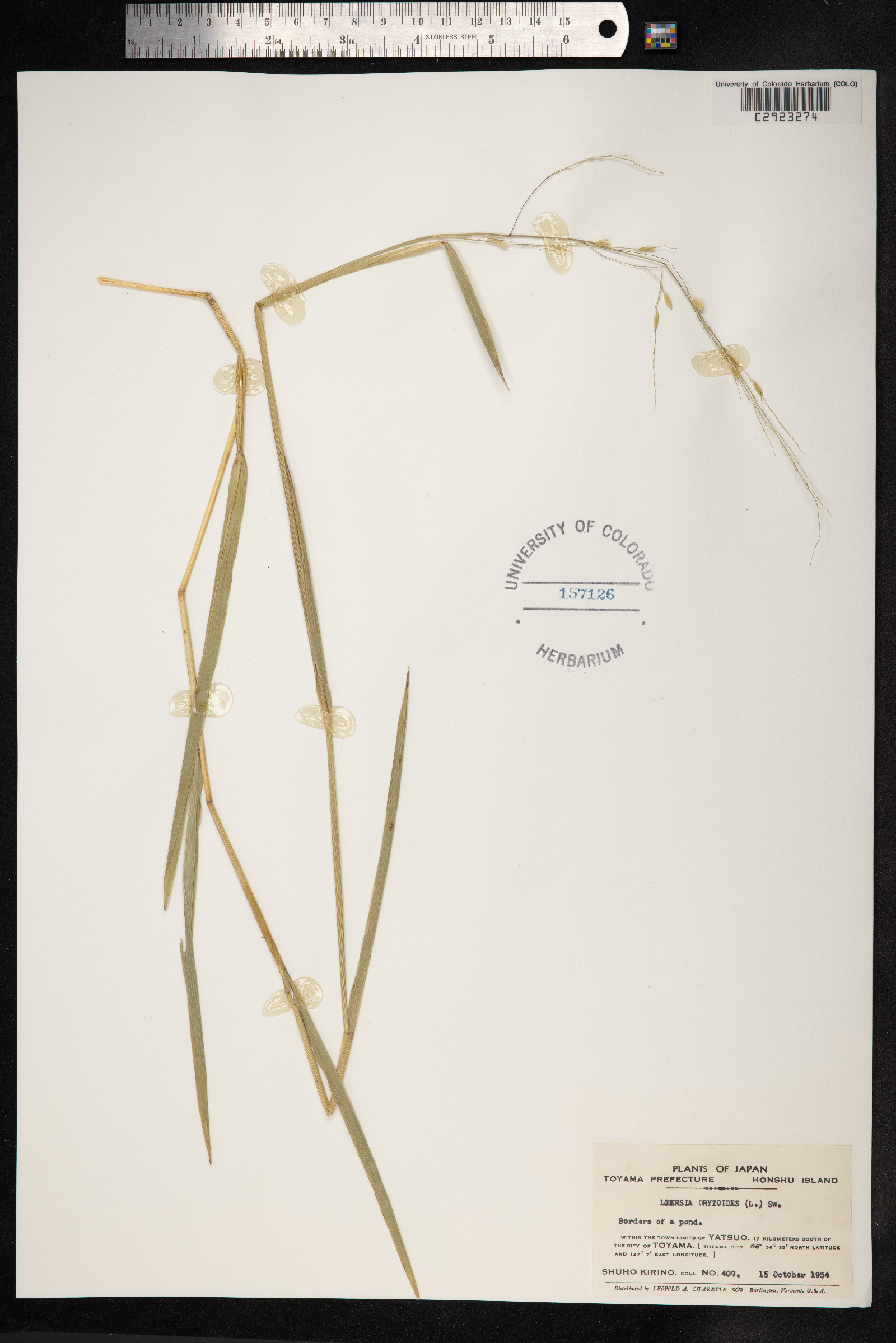 Leersia oryzoides image