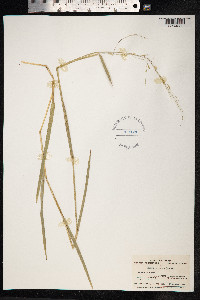 Leersia oryzoides image