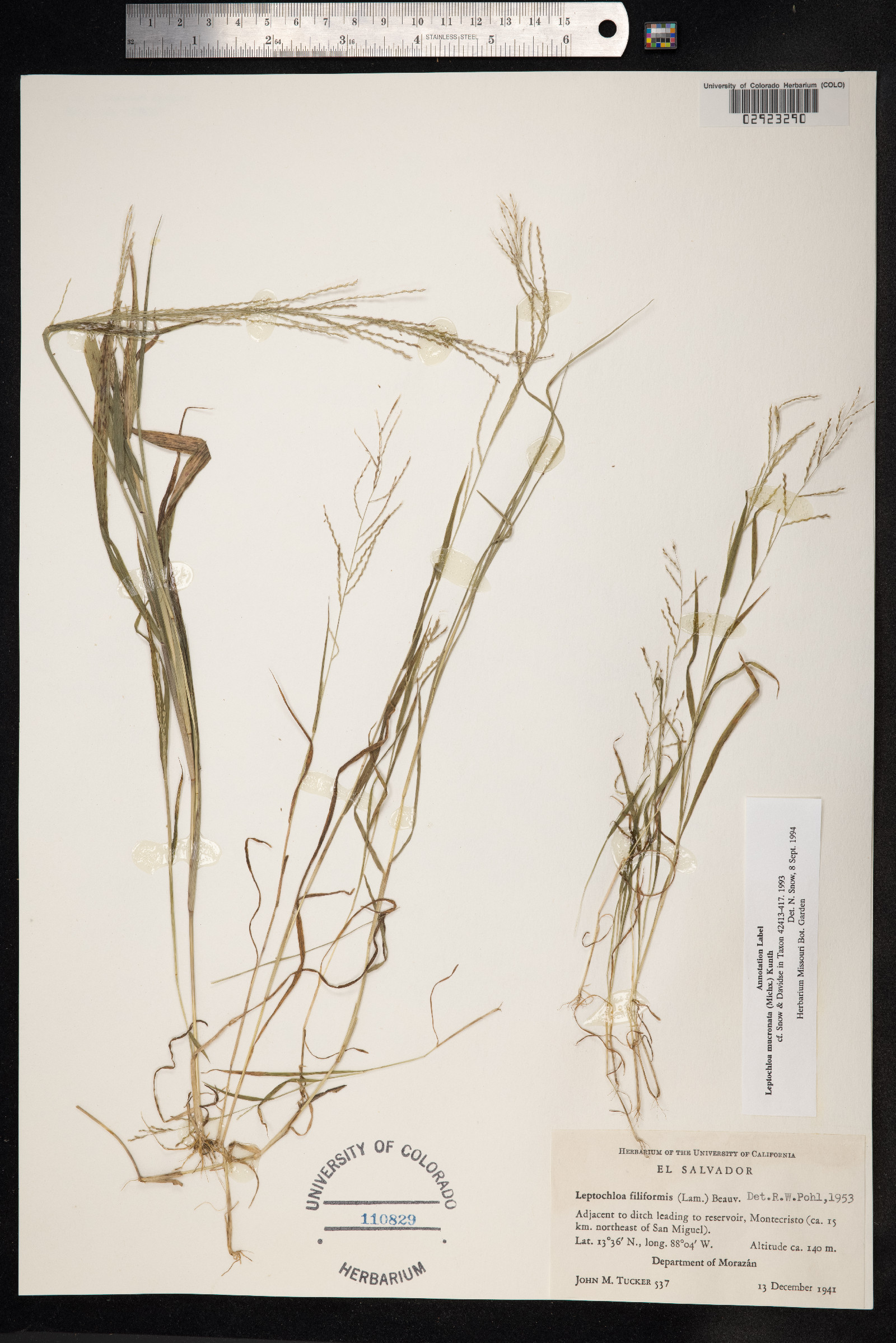 Leptochloa panicea ssp. mucronata image