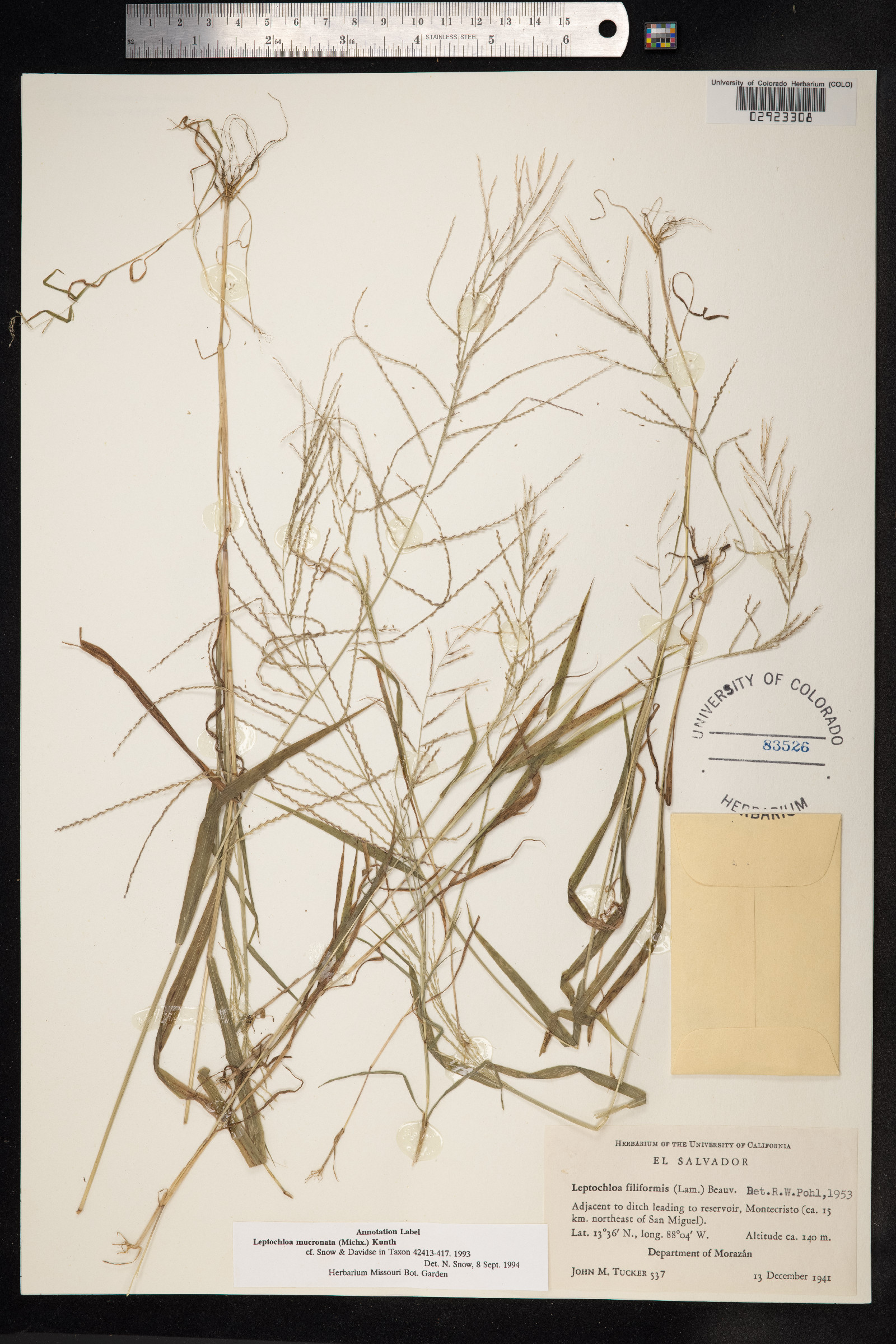 Leptochloa panicea image