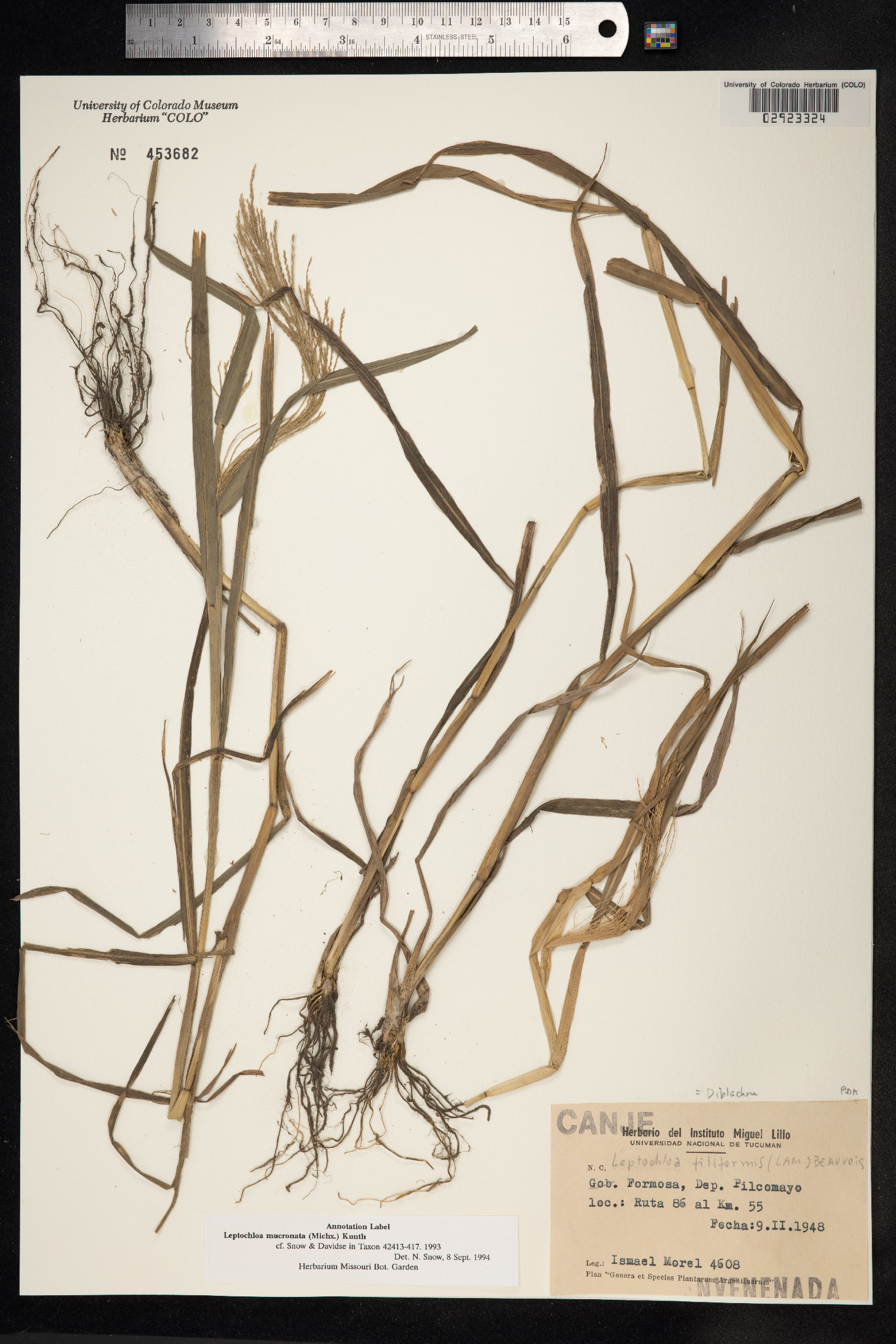 Leptochloa panicea ssp. mucronata image