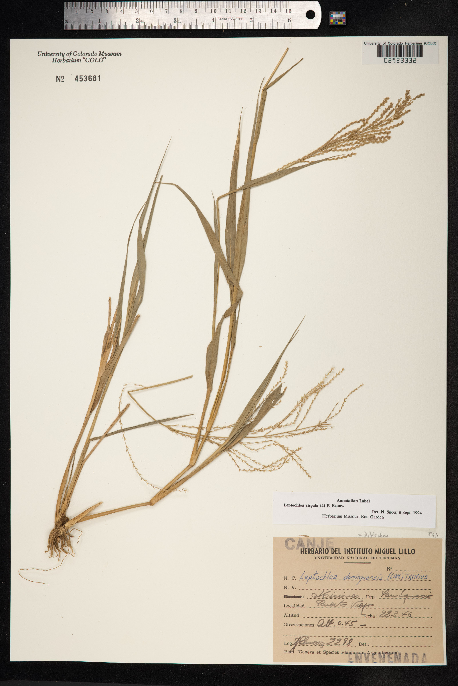 Leptochloa virgata image