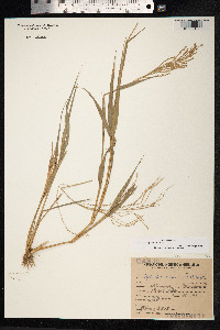 Leptochloa virgata image