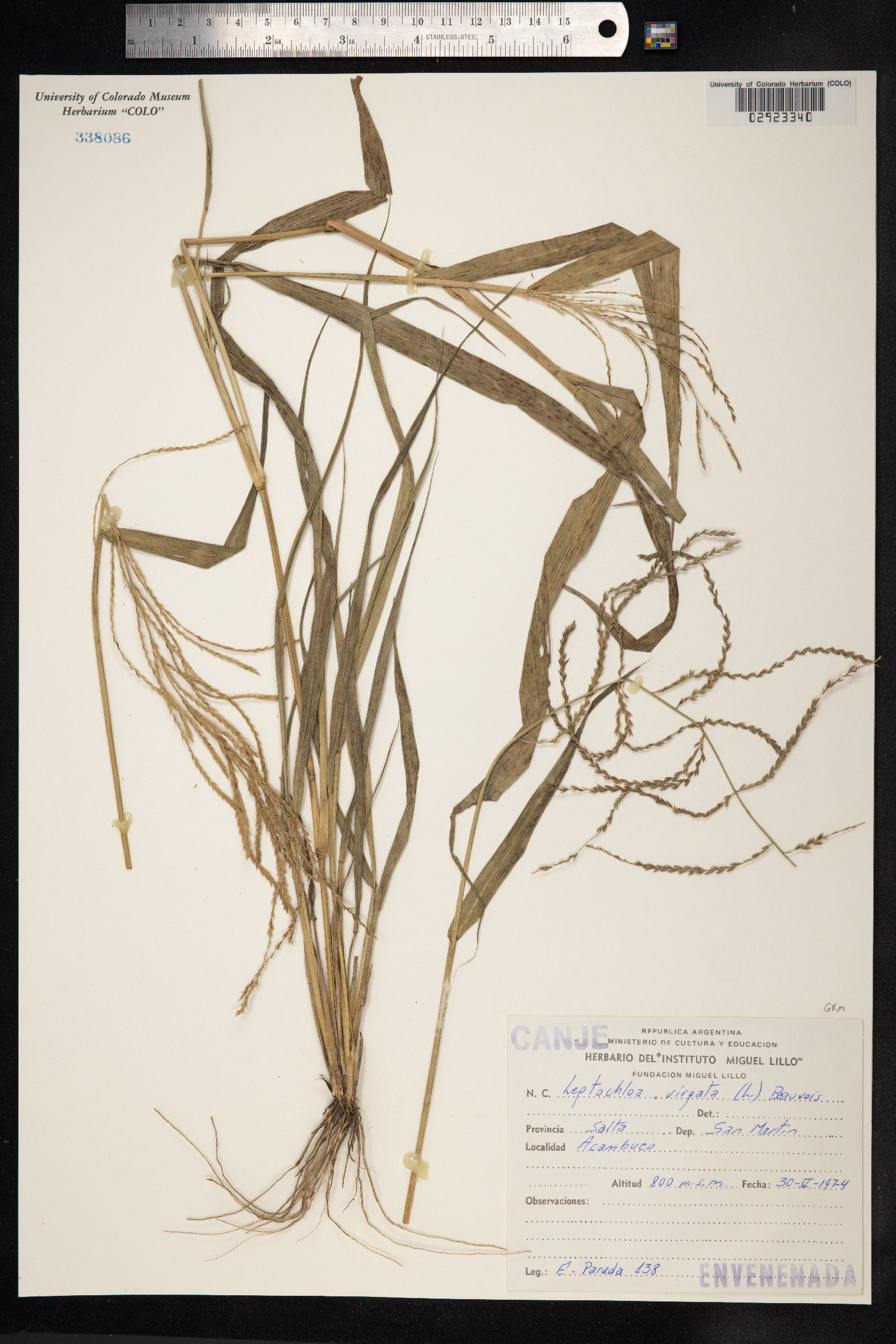 Leptochloa virgata image