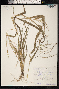 Leptochloa virgata image