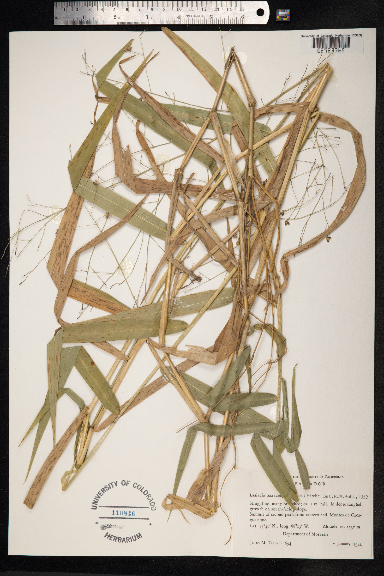 Lasiacis oaxacensis image