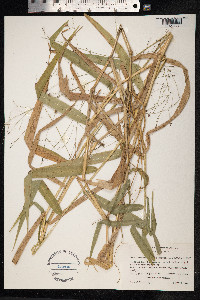 Image of Lasiacis oaxacensis