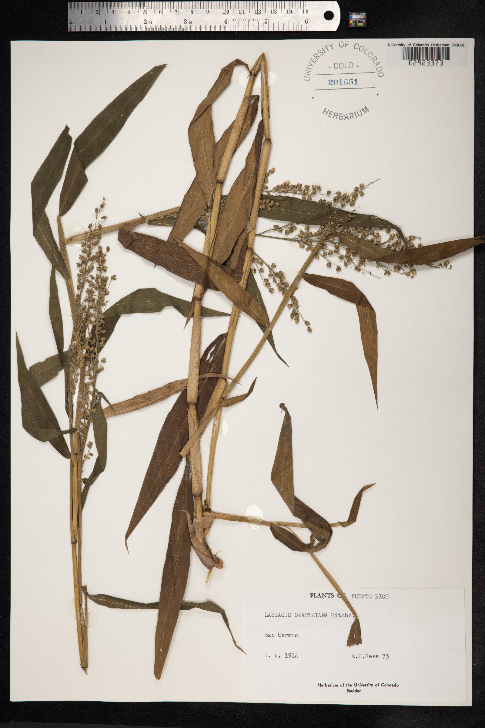 Lasiacis sorghoidea image