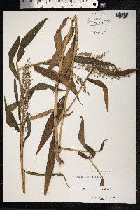 Image of Lasiacis sorghoidea