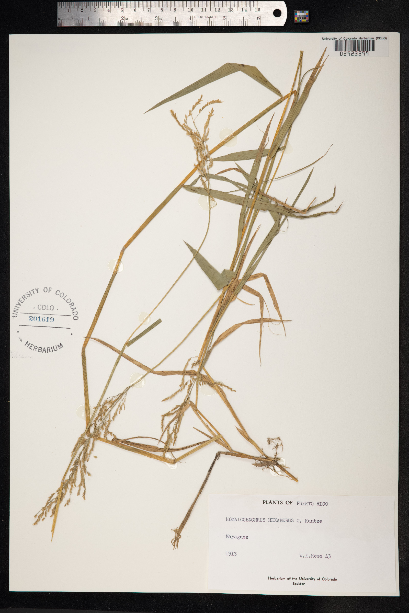 Leersia hexandra image