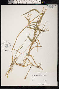 Leersia hexandra image