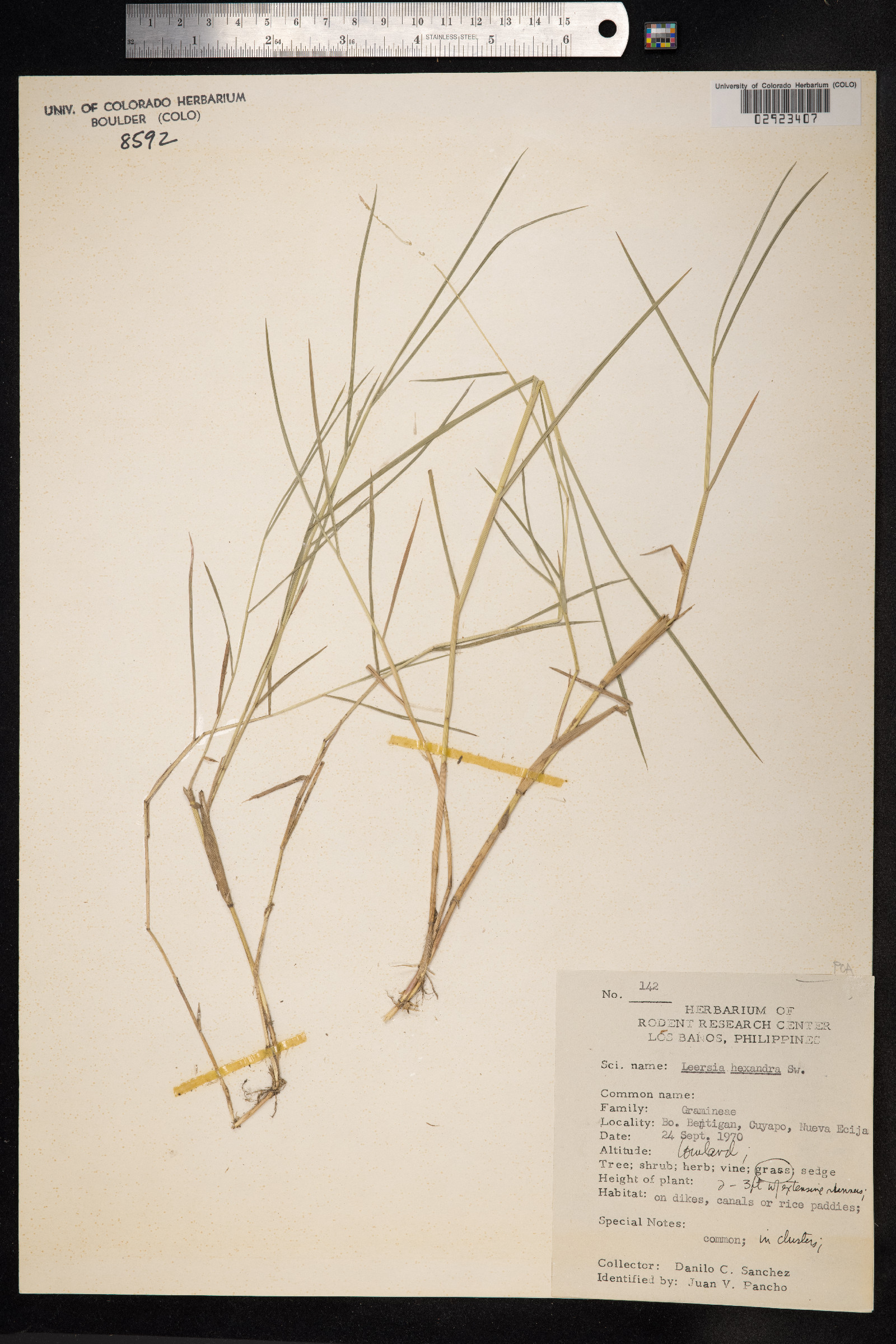 Leersia hexandra image
