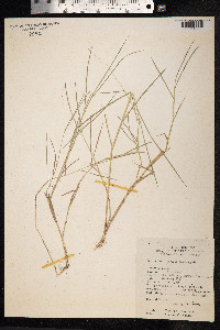 Leersia hexandra image