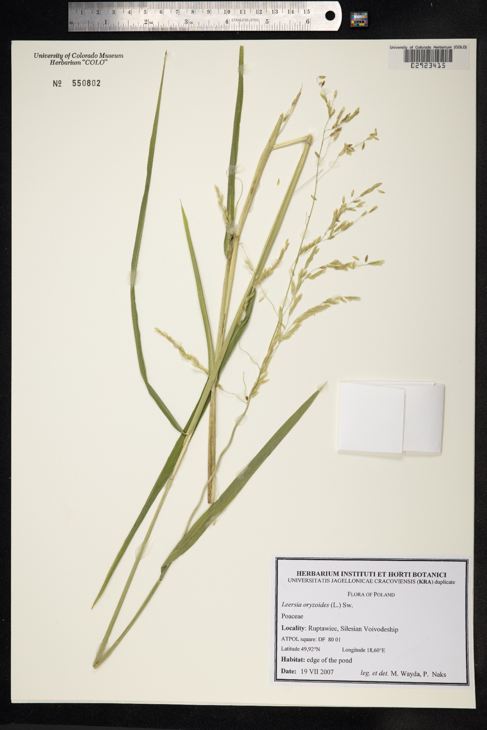 Leersia oryzoides image