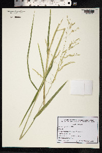 Leersia oryzoides image