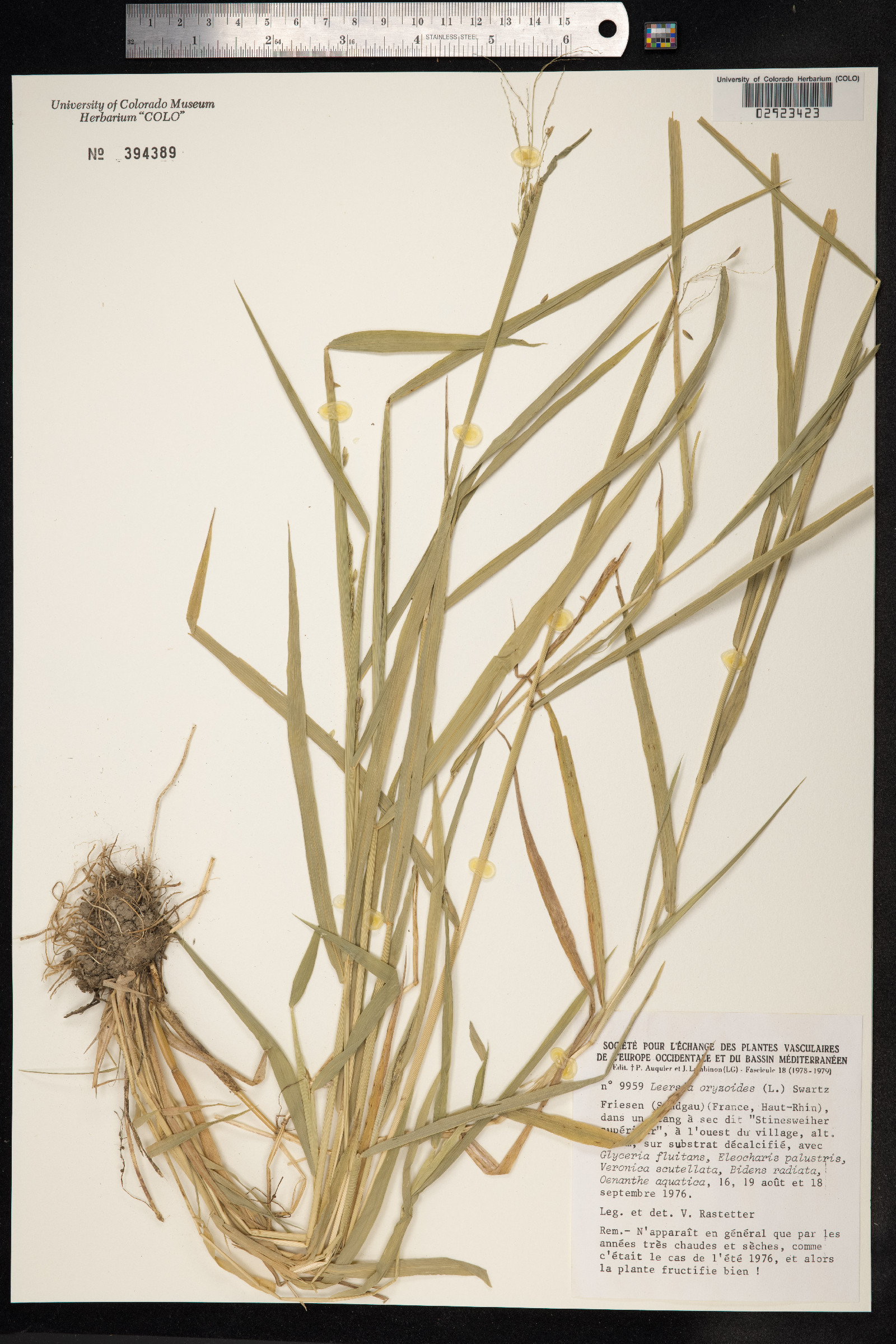 Leersia oryzoides image