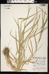 Leersia oryzoides image