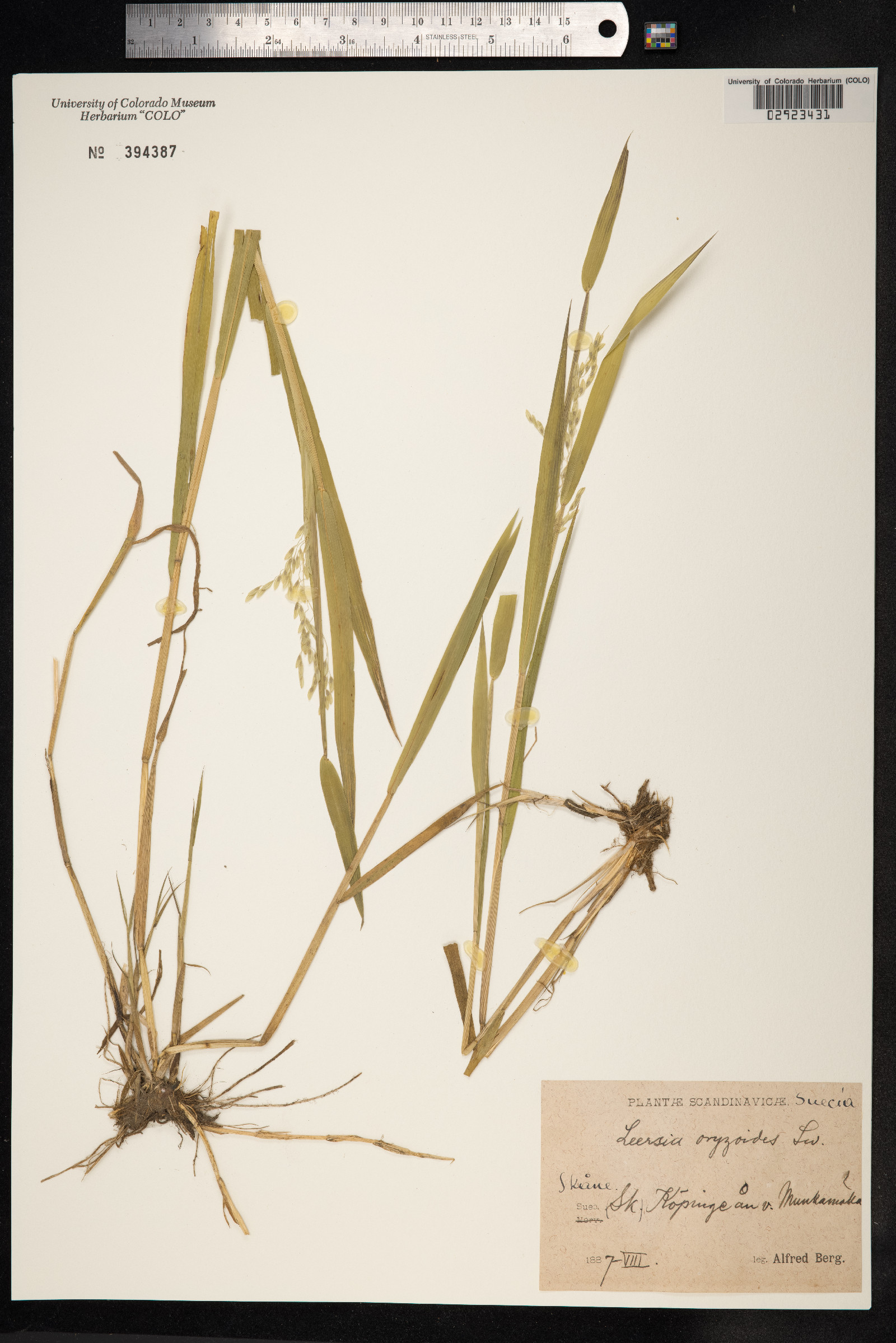 Leersia oryzoides image