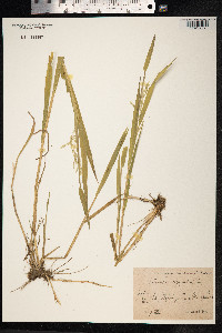 Leersia oryzoides image