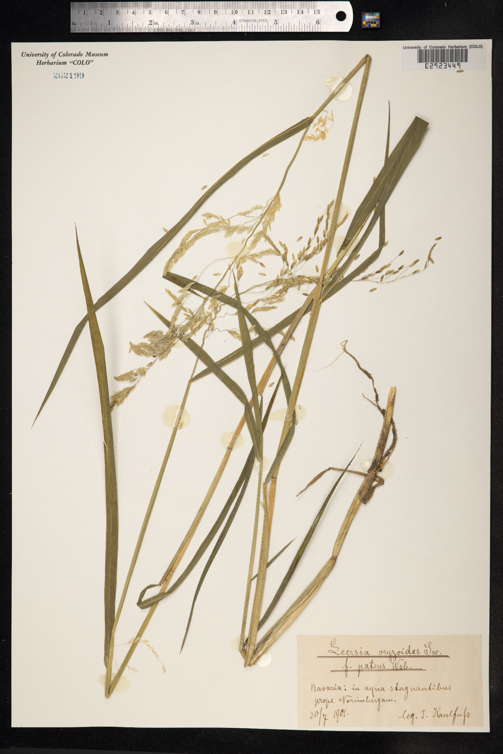 Leersia oryzoides image