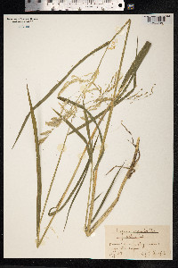 Leersia oryzoides image