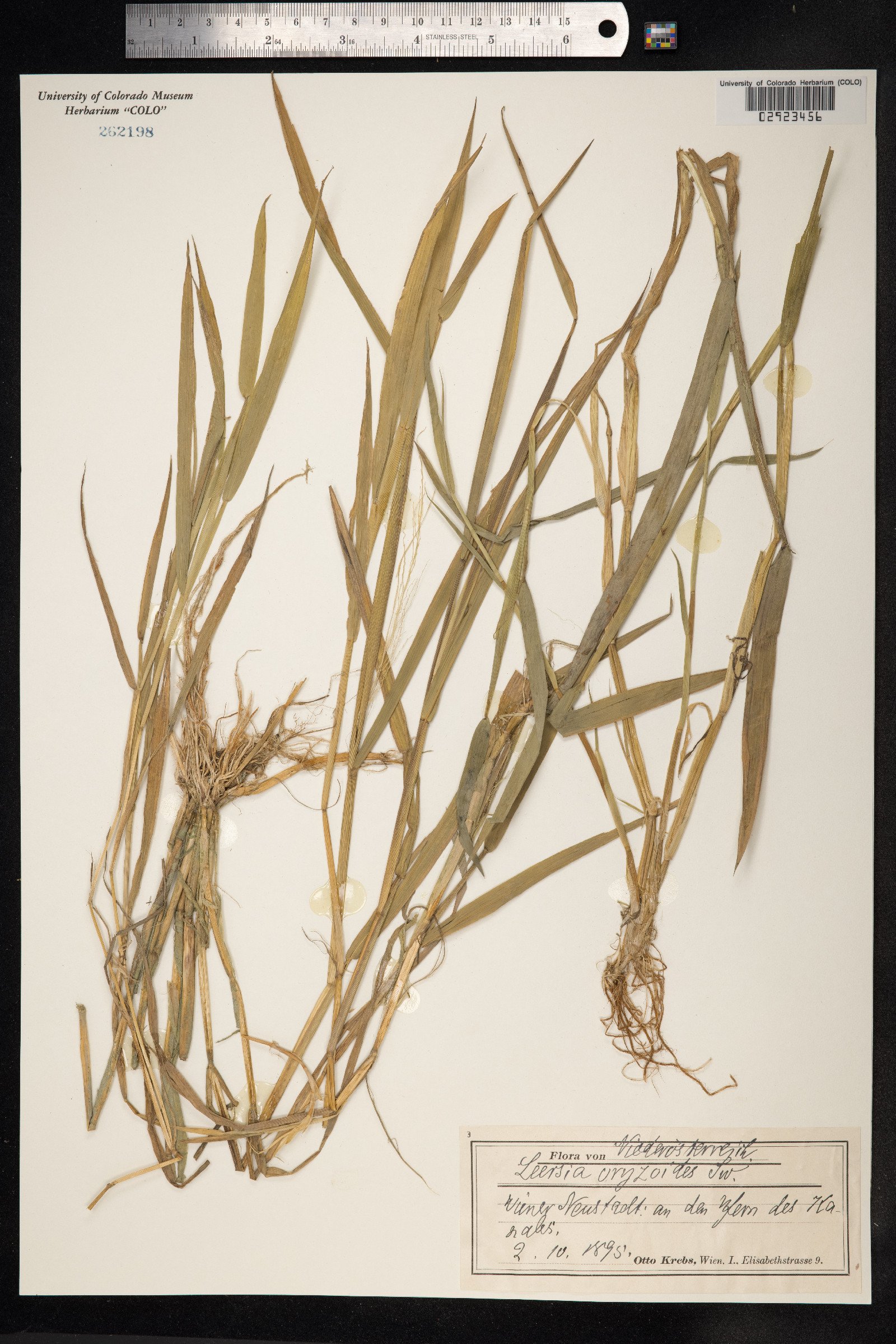 Leersia oryzoides image