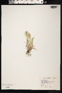Lamarckia aurea image