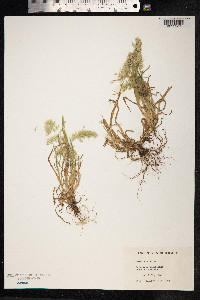 Lamarckia aurea image