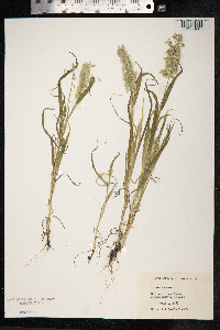 Lamarckia aurea image