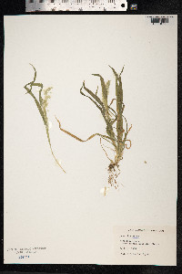 Lamarckia aurea image