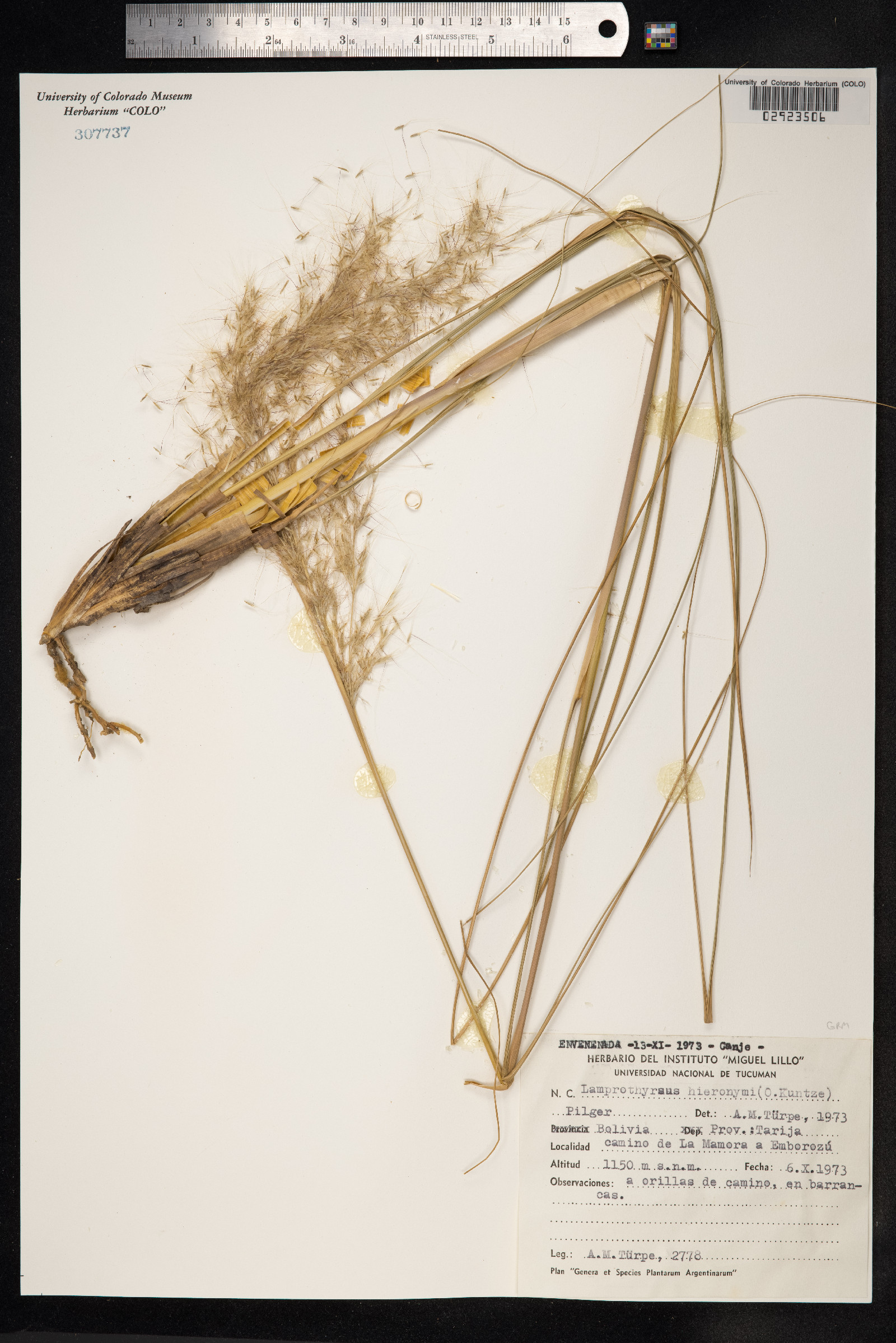 Cortaderia hieronymi image