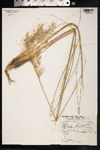 Cortaderia hieronymi image