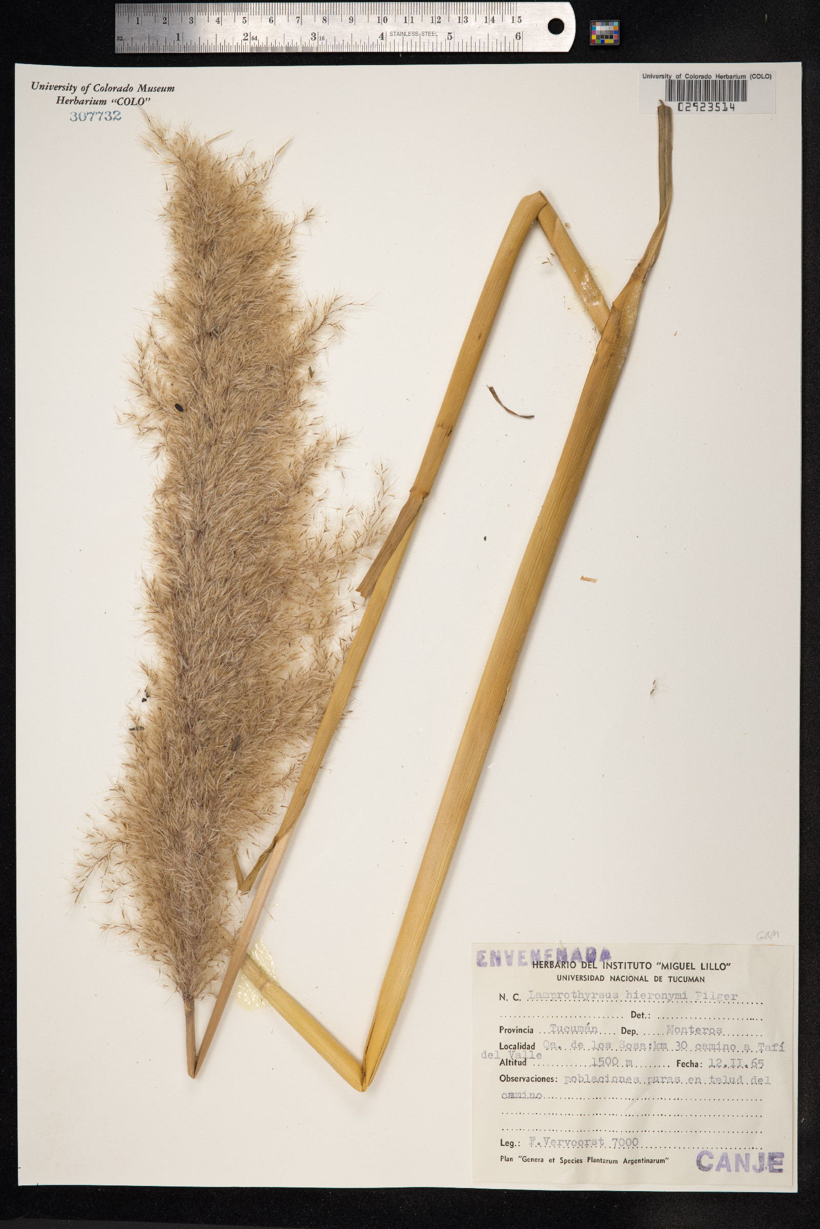 Cortaderia hieronymi image