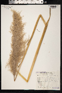 Cortaderia hieronymi image