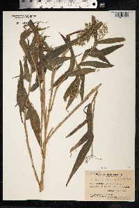 Lasiacis divaricata image