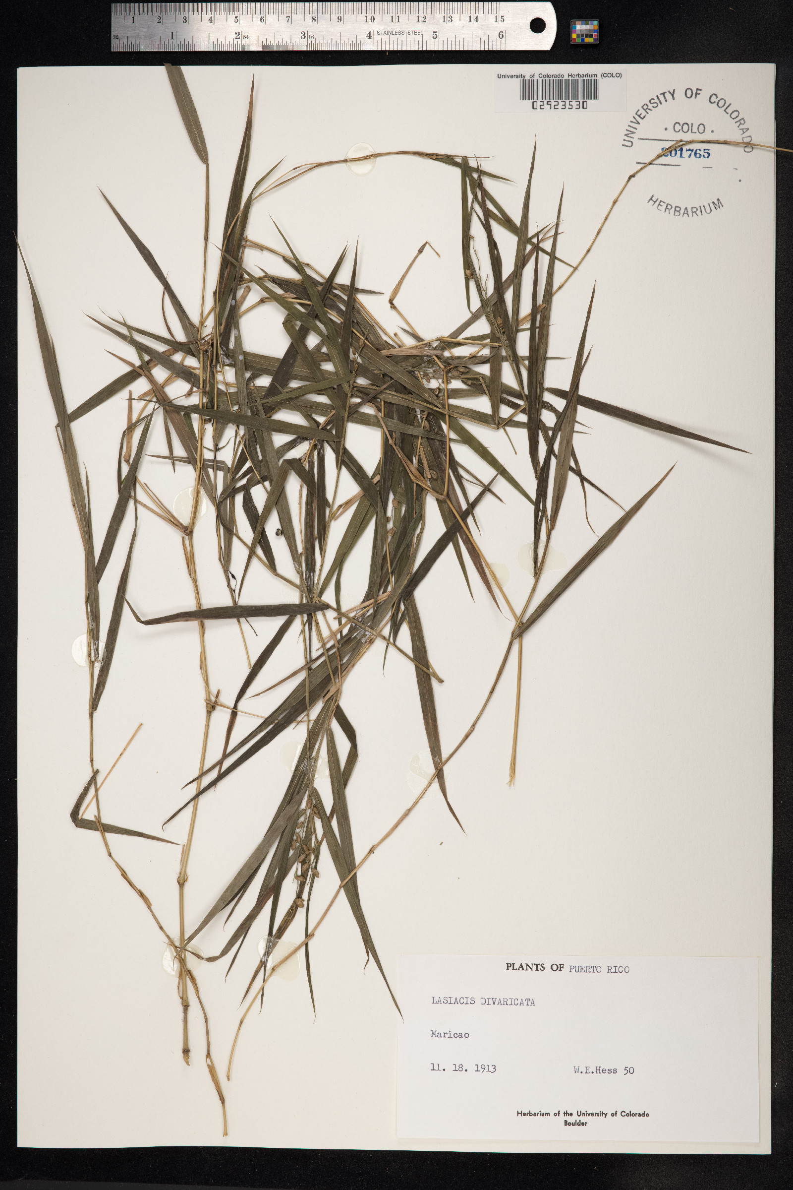 Lasiacis divaricata image