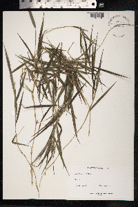 Lasiacis divaricata image