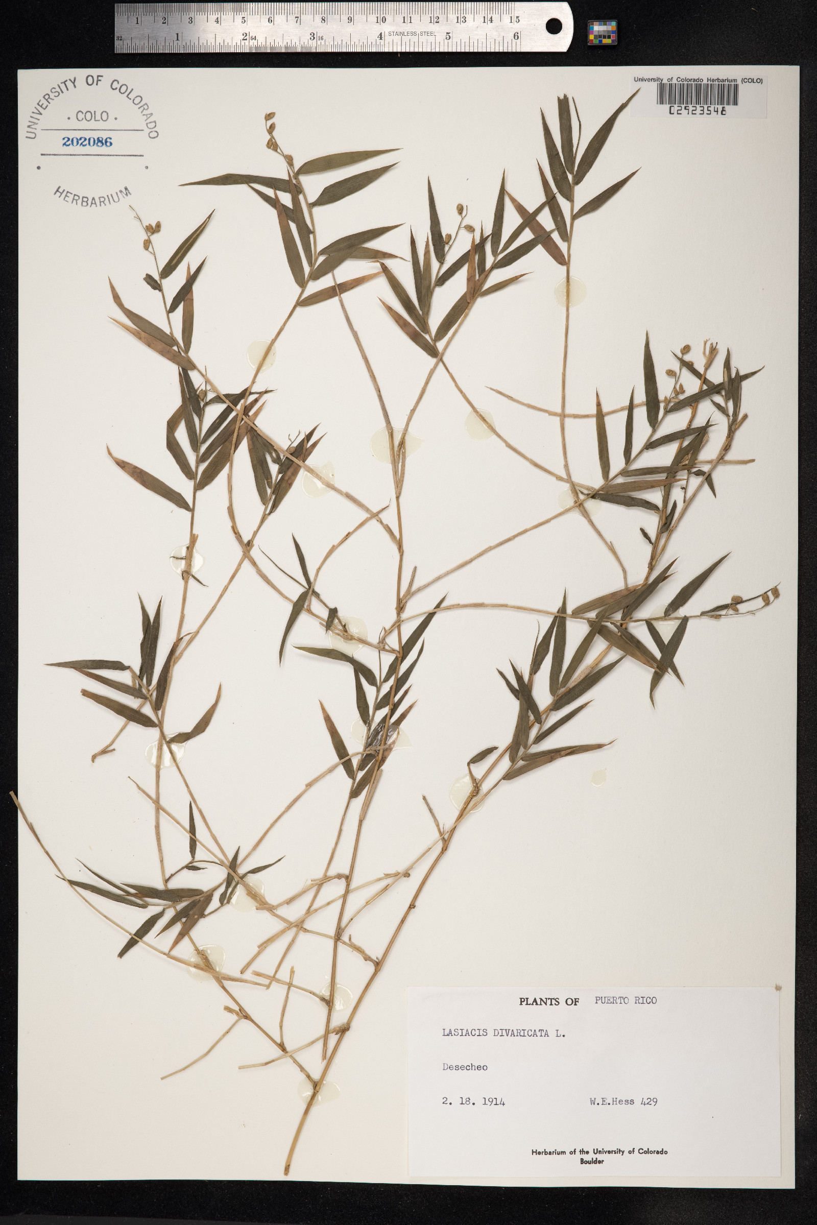 Lasiacis divaricata image