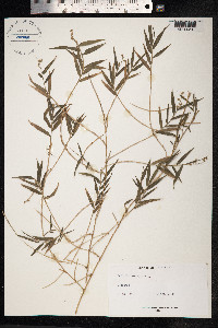 Lasiacis divaricata image