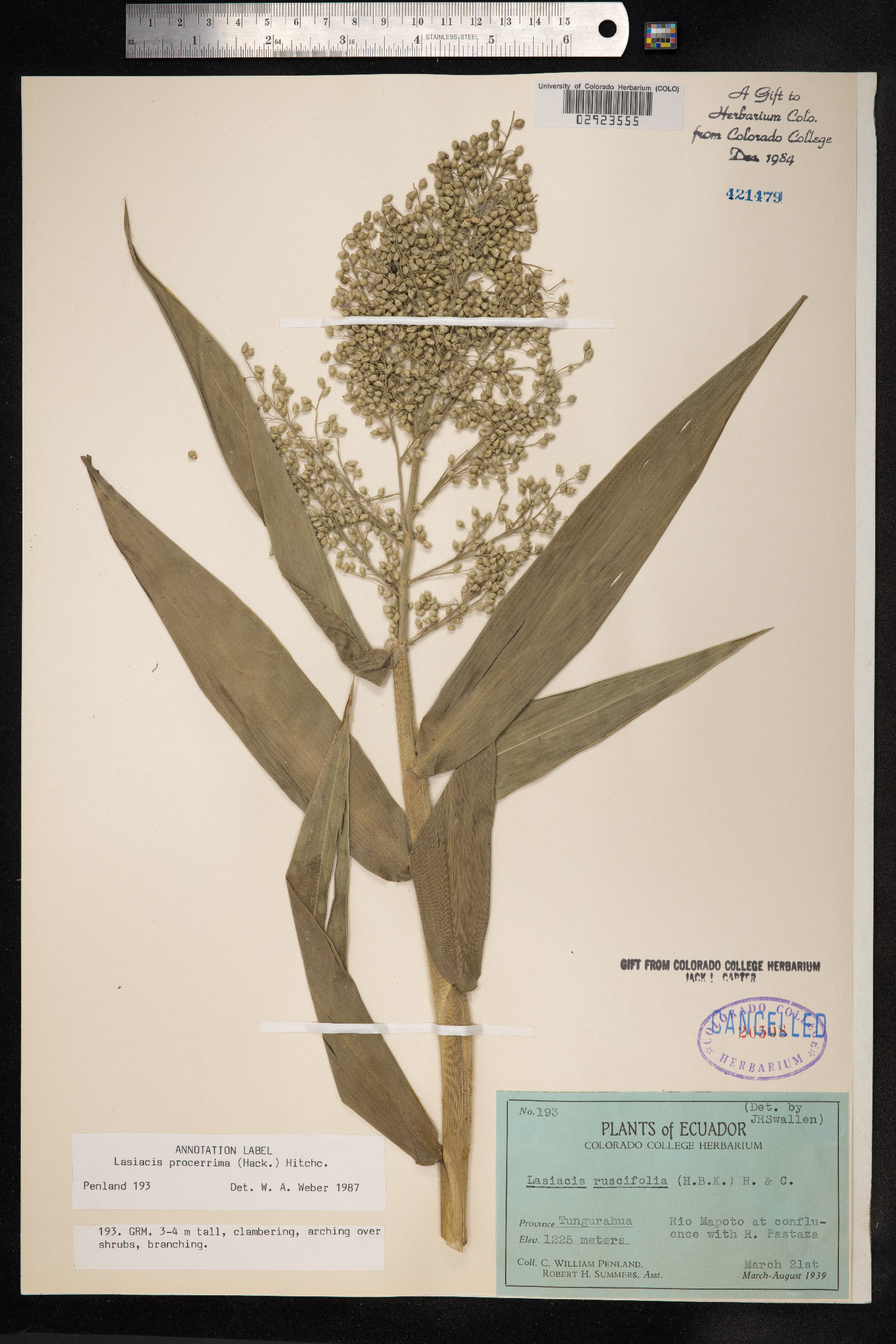 Lasiacis ruscifolia image