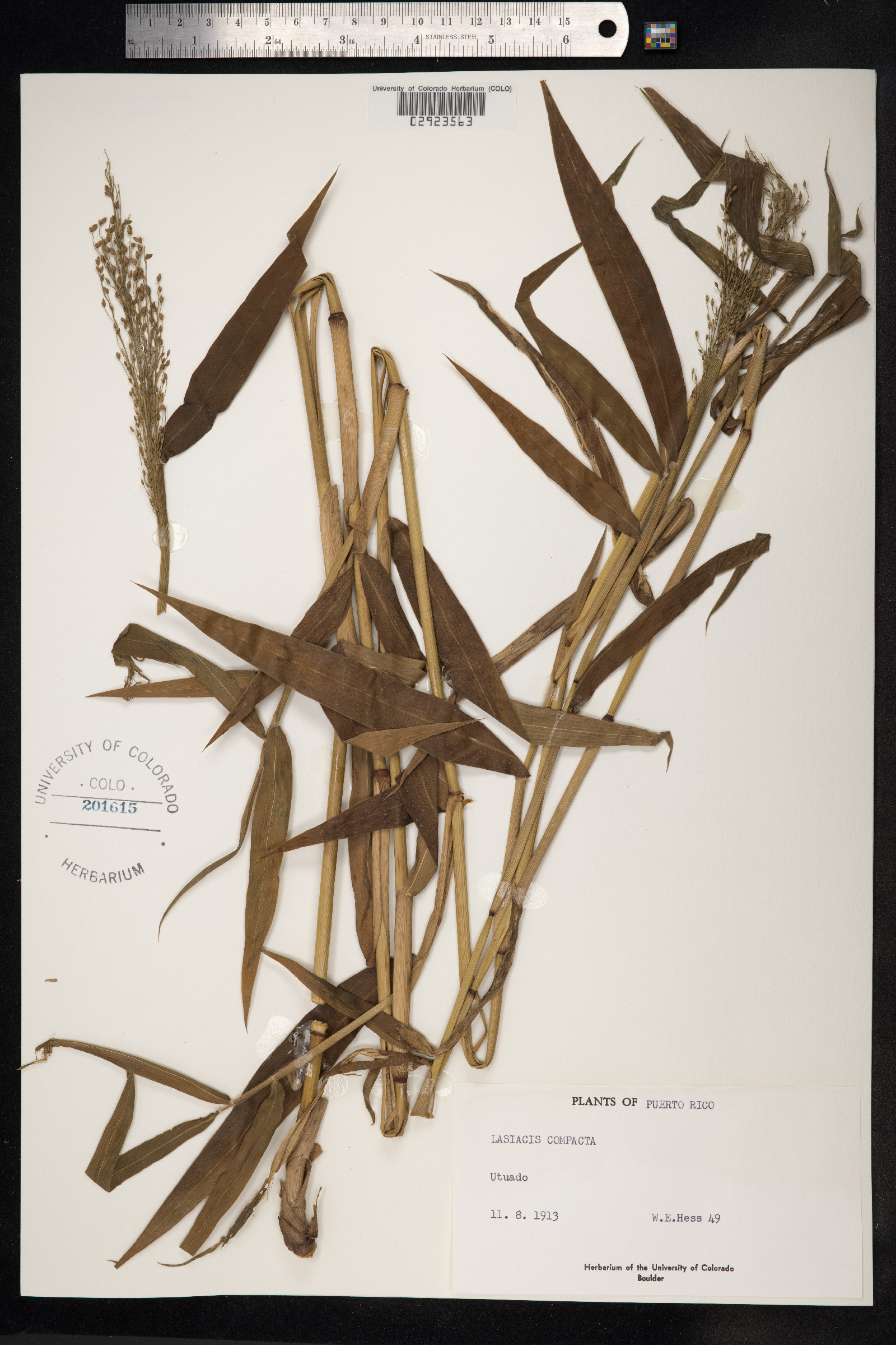 Lasiacis ruscifolia image
